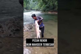 Pecah Rekor Ikan Mahseer Terbesar !! #ikanmahseer #mahseerfish #pecahrekor