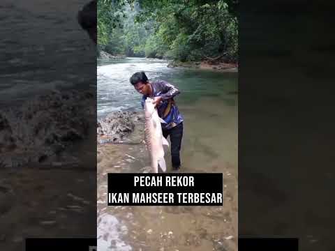 Pecah Rekor Ikan Mahseer Terbesar !! #ikanmahseer #mahseerfish #pecahrekor