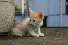 kenapa-kucing-selalu-mendarat-dengan-kaki?-ini-5-fakta-di-baliknya