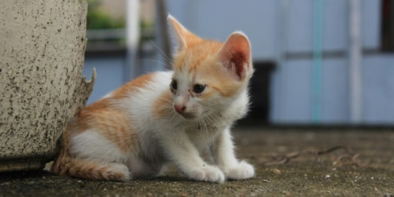 Kenapa Kucing Selalu Mendarat dengan Kaki? Ini 5 Fakta di Baliknya