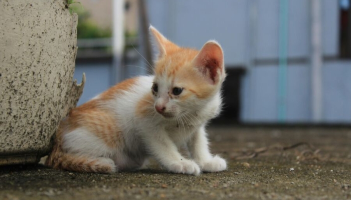 kenapa-kucing-selalu-mendarat-dengan-kaki?-ini-5-fakta-di-baliknya