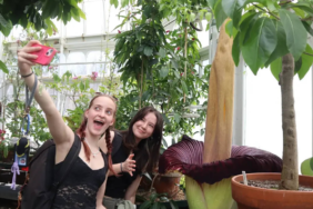 bunga-bangkai-asli-sumatra-mekar-di-amerika-serikat,-diberi-nama-“pangy”