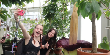 bunga-bangkai-asli-sumatra-mekar-di-amerika-serikat,-diberi-nama-“pangy”