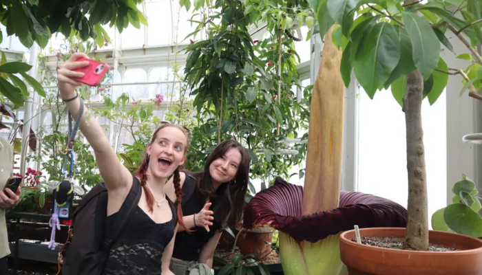 bunga-bangkai-asli-sumatra-mekar-di-amerika-serikat,-diberi-nama-“pangy”