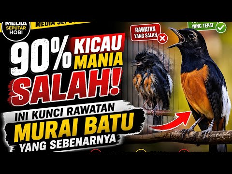 90% Kicau Mania Salah! Ini Kunci Rawatan Murai Batu yang Sebenarnya