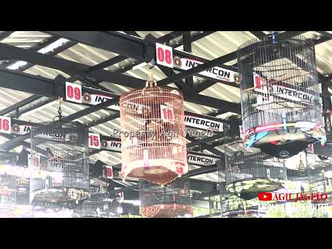 SESI 7 TRACKING CAM 4 | CLASS MURAI BATU A AGROBUR || MEDIA AWARD | #muraibatu #lomba #gantangan