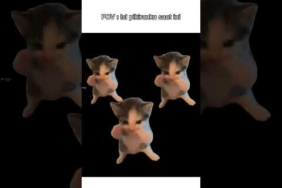 kicau kicau mania 😋 #kucinglucu #memengakakkocak #kucingindo