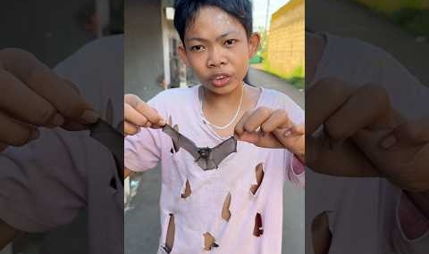 Kicau mania kelelawar #shorts