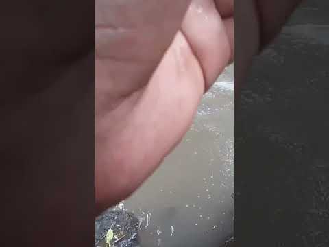 strike ikan alga eater uceng air keruh || micro fishing