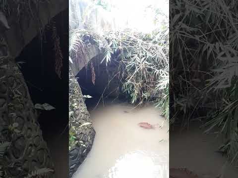 strike ikan algaeater bawah jembatan || micro fishing