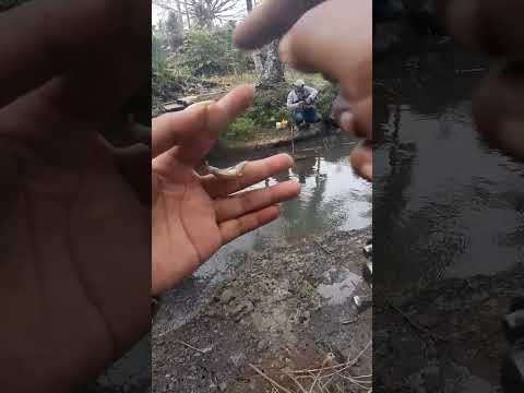 strike ikan algaeater air jernih || micro fishing