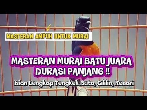 MASTERAN MURAI BATU JUARA DURASI PANJANG !! Isian Lengkap Tengkek Buto, Cililin, Kenari