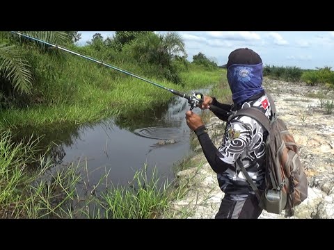 Mancing Ikan Channa Di Kanal Penuh Buaya..
