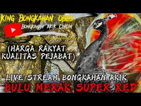 🔴LIVE – “Bongkahan Akik Asli, Garansi Uang Kembali!”