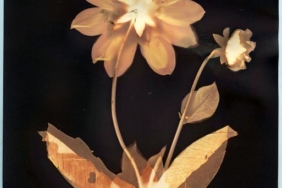 3-sustainable-photography-processes-to-try-out:-anthotype,-lumen-&-chlorophyll-printing