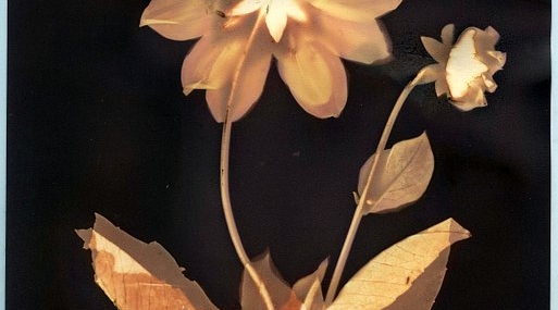 3 Sustainable Photography Processes to Try Out: Anthotype, Lumen & Chlorophyll Printing