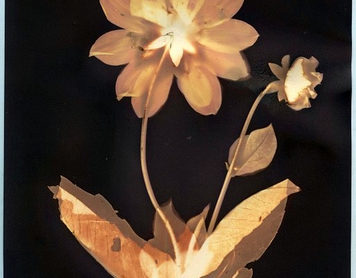 3-sustainable-photography-processes-to-try-out:-anthotype,-lumen-&-chlorophyll-printing