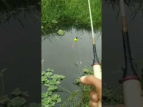 mancing wader sekali lempar langsung strike, pake teknik pelampung super cantik ala youtubers