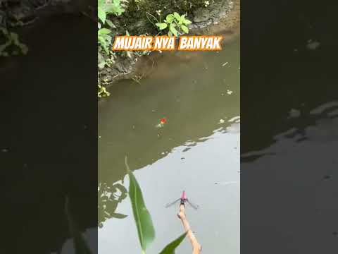 Mancing ikan Mujair #mancing #ikanmujair #mancingmania #shorts