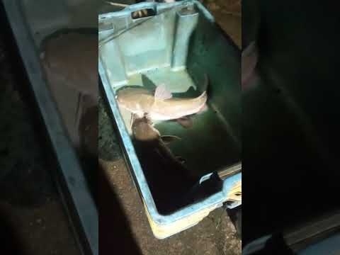 mancing mania#shortvideo