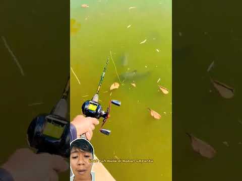 mancing ikan bawal monster depan mata nih bos ‼️ fishingvideo