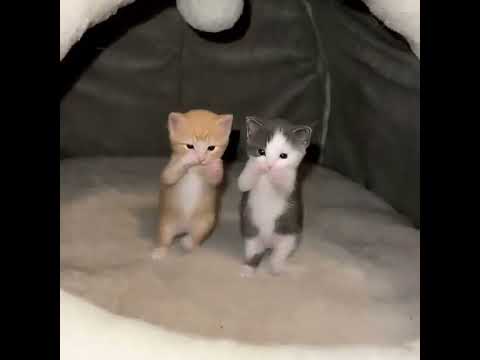 Kicau Mania 🤙😎 #shorts #trending