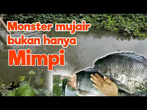 mancing pakai lumut panjang terbukti dapat babon