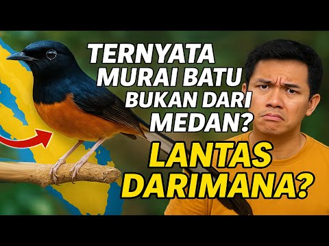 Murai Batu Medan Bukan dari Medan? Ini Fakta Aslinya yang Jarang Diketahui!