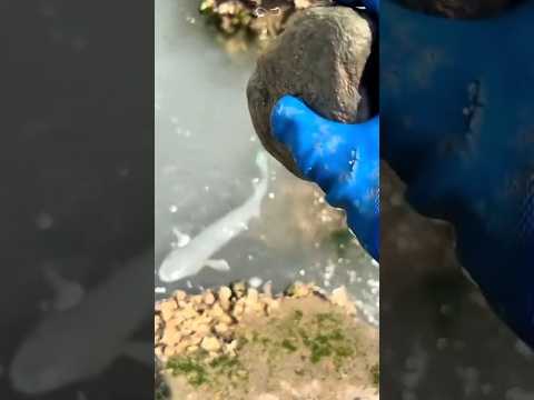 Lempar Ikan Belanak Pake Batu #short #mancing #fishing #mancingmania #ikanbelanak