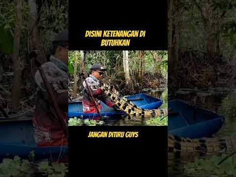 Menjinakkan buaya liar di rawa saat mancing #mancing #memancing #buaya