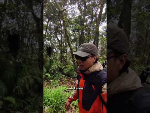 Puncak gunung bukit Tunggul part 1 🔥  #pendaki #hiking #pendakigunung #adventure #nature #gunung
