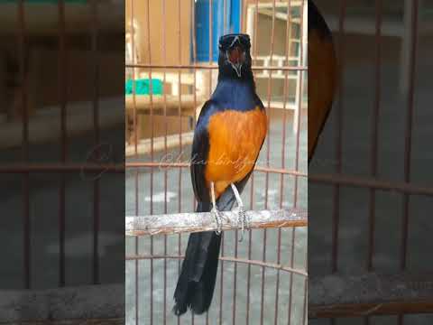 Pancingan murai batu agar emosi #shortvideo