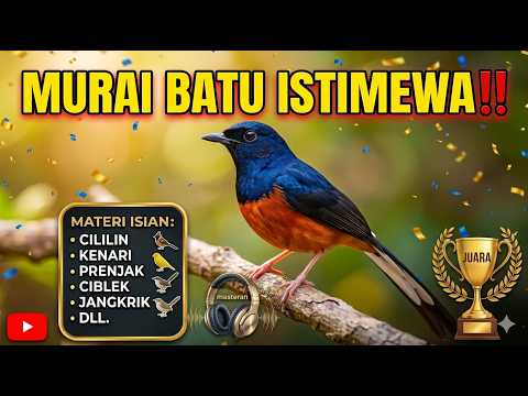 MASTERAN MURAI BATU ISTIMEWA‼️ Isian Cililin, Kenari, Prenjak, Ciblek & Jangkrik