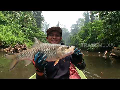 MANCING MANIA | POTENSI HULU BORNEO UTARA (30/11/19) Part 1