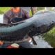 BIG FISH ‼️MANCING IKAN TOMAN DI SPOT INI WAJIB WASPADA TOMAN MONSTER MENUNGGU