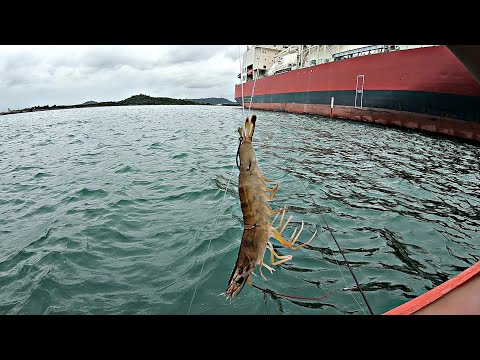 Mancing Di Laut Menggunakan Umpan ini.Ditarik ikan Besar Sampai Kewalahan