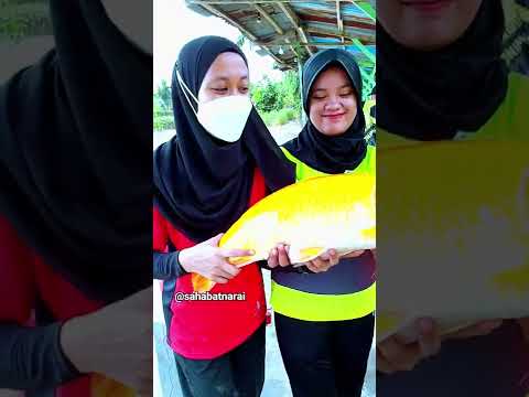 ASLI BABONNYA BOSKUHHHH #narai #matapancing #shortvideo