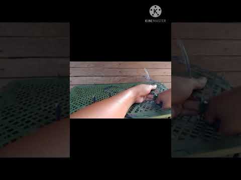 Murai Batu Ring JMJK 1pasang Meluncur ke Curug Tangerang Bos Anop makasih bosku ( 081332484837 )