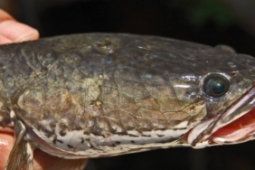 ikan-gabus-jadi-superfood-lokal,-ini-potensinya sebagai-pengganti-protein-impor