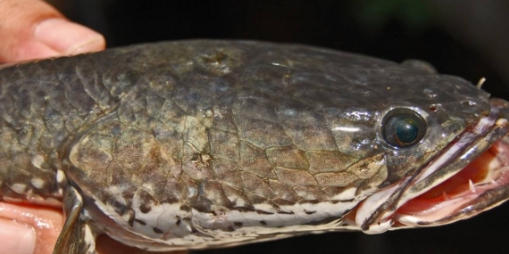 Ikan Gabus Jadi Superfood Lokal, Ini Potensinya Sebagai Pengganti Protein Impor