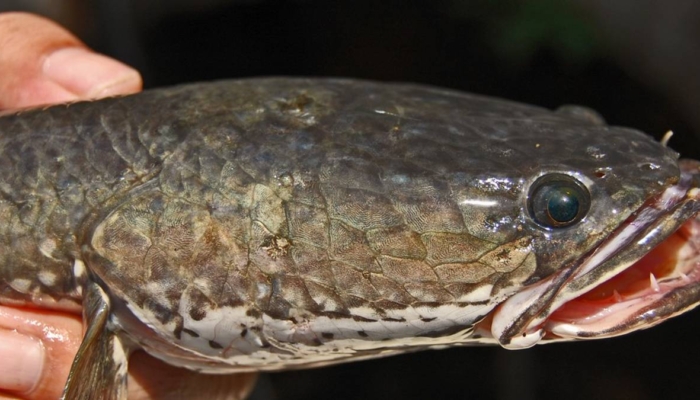 ikan-gabus-jadi-superfood-lokal,-ini-potensinya sebagai-pengganti-protein-impor