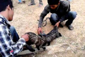 BA’IM R – Liputan Komunitas Luwak Banjarnegara