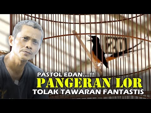 PANAS..!! Pendatang Baru Murai Batu PANGERAN LOR Jadi Ancaman!