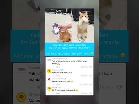 Kucing juga kicau mania 😭