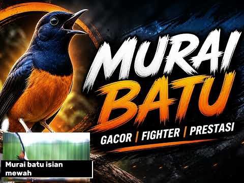 Masteran murai batu isian mewah