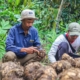 astra-dorong-komoditas-unggulan,-tingkatkan-pendapatan-masyarakat-lombok-dan-bandung