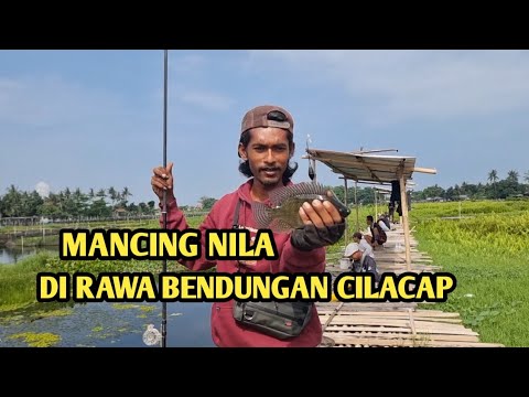 MANCING NILA DI RAWA BENDUNGAN CILACAP