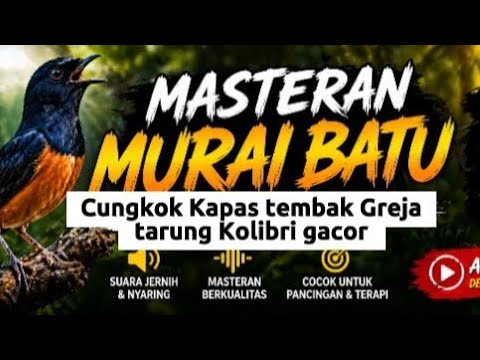Masteran murai batu terbaik 2026
