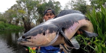 3 HARI MANCING IKAN TOMAN & GABUS  SPOT PEDALAMAN RIAU‼️CESTING SNAKEHEAD