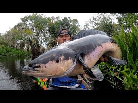 3 HARI MANCING IKAN TOMAN & GABUS  SPOT PEDALAMAN RIAU‼️CESTING SNAKEHEAD